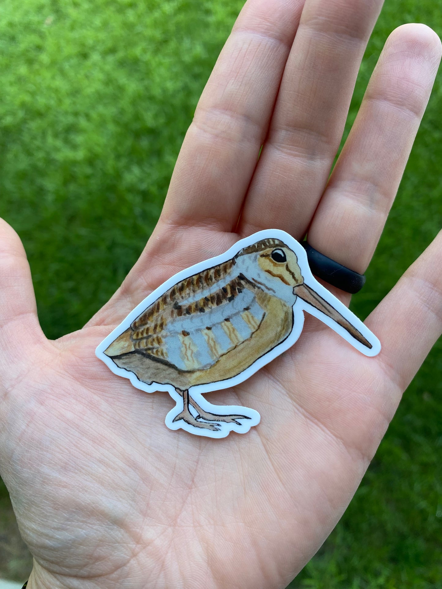 Woodcock 3" or 4” Sticker Decal