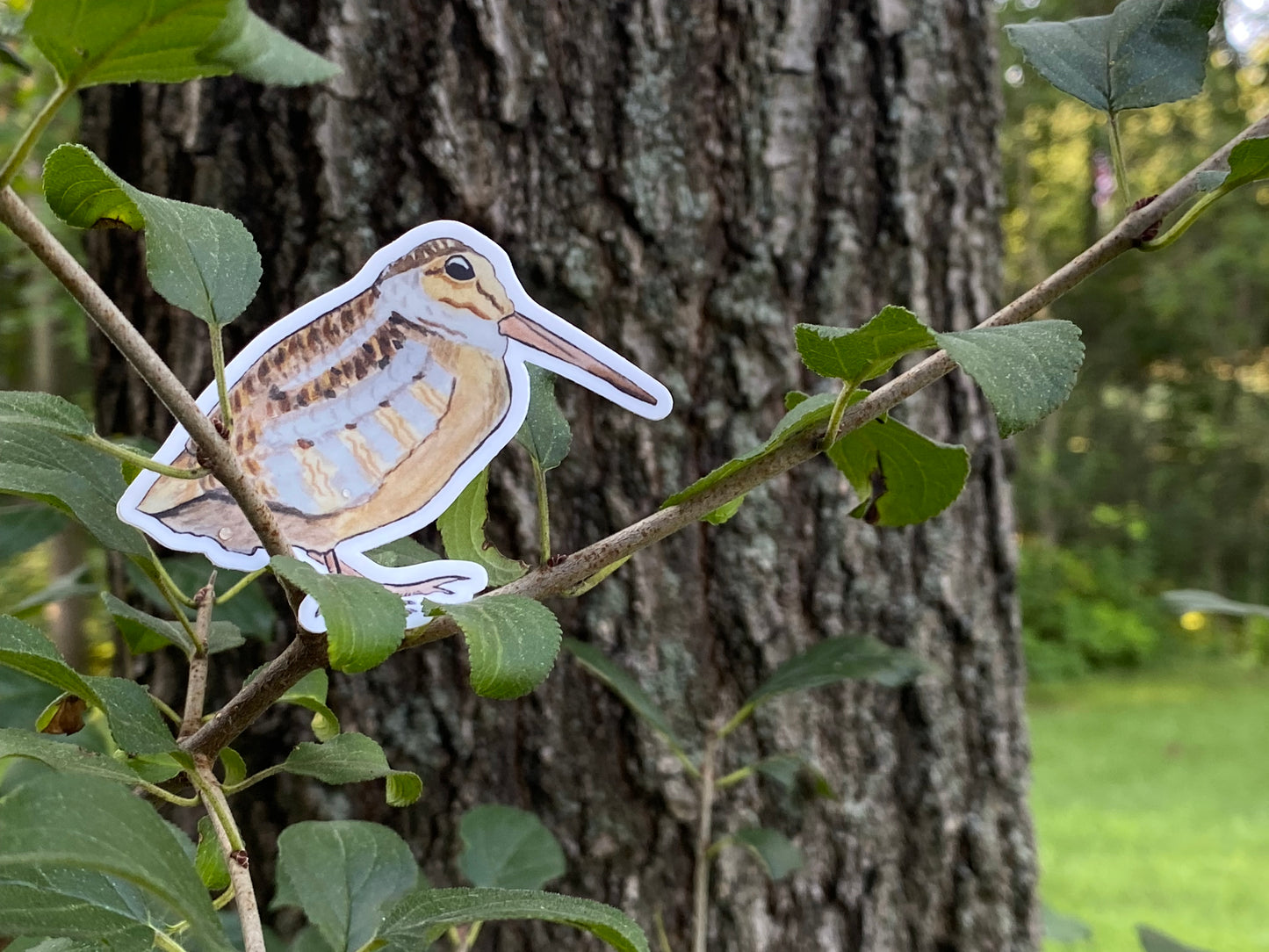 Woodcock 3" or 4” Sticker Decal