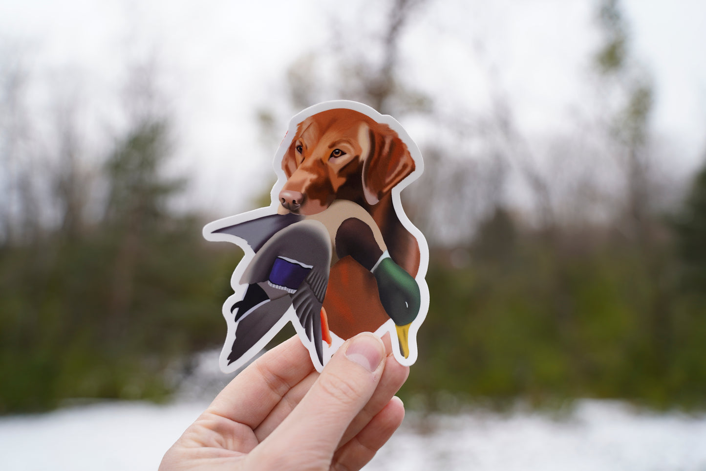 Red Yellow Labrador Retriever Duck Hunting 4” Die Cut Vinyl Sticker Decal
