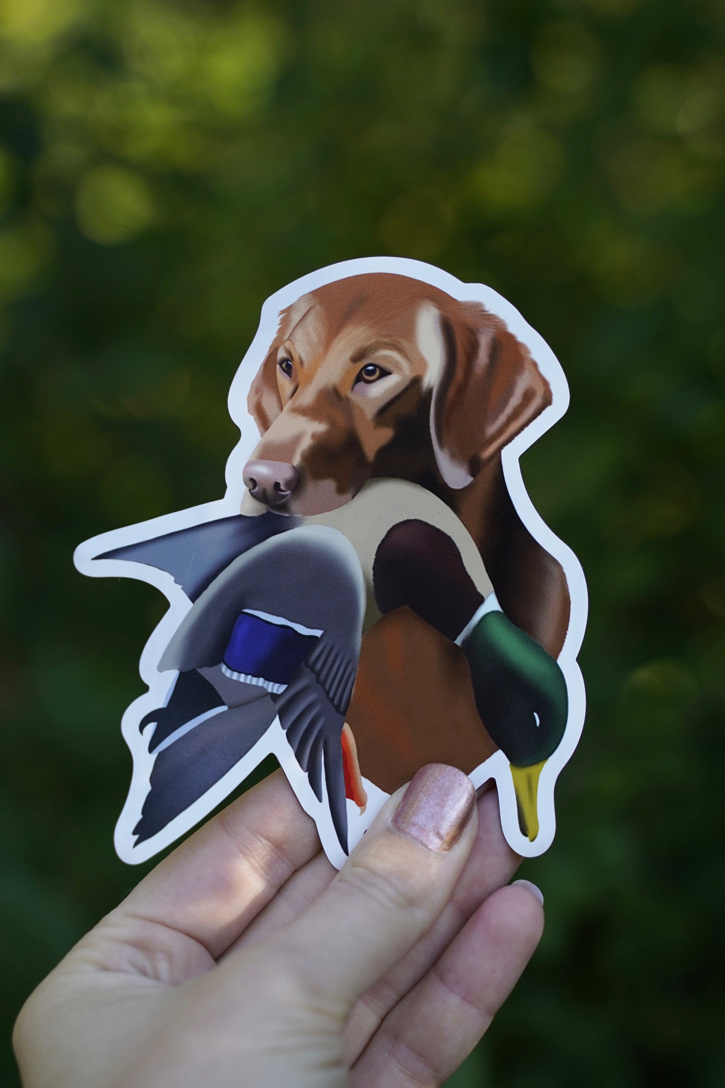 Red Yellow Labrador Retriever Duck Hunting 4” Die Cut Vinyl Magnet