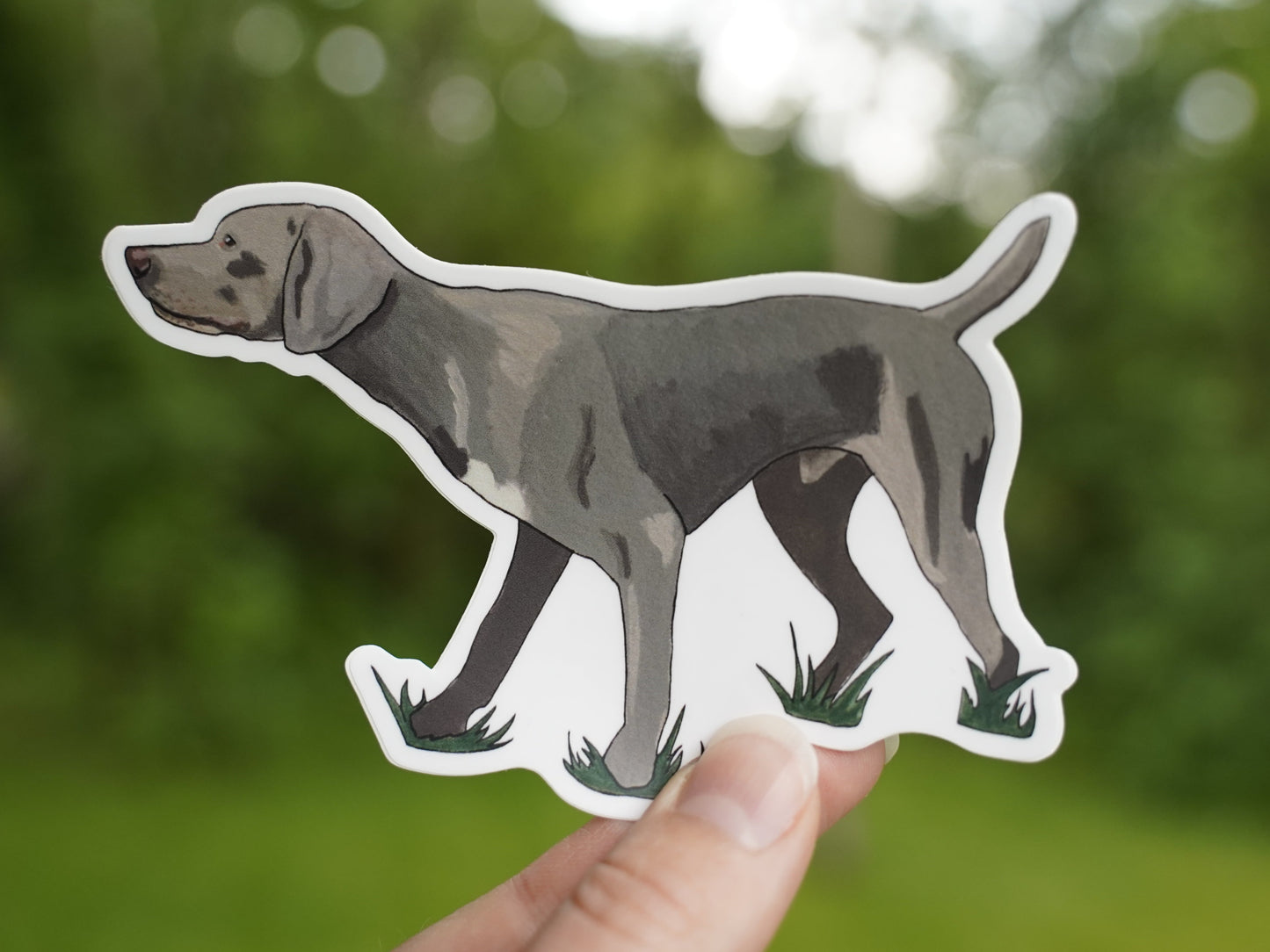 Weimaraner Dog Pointing 5" Sticker Decal