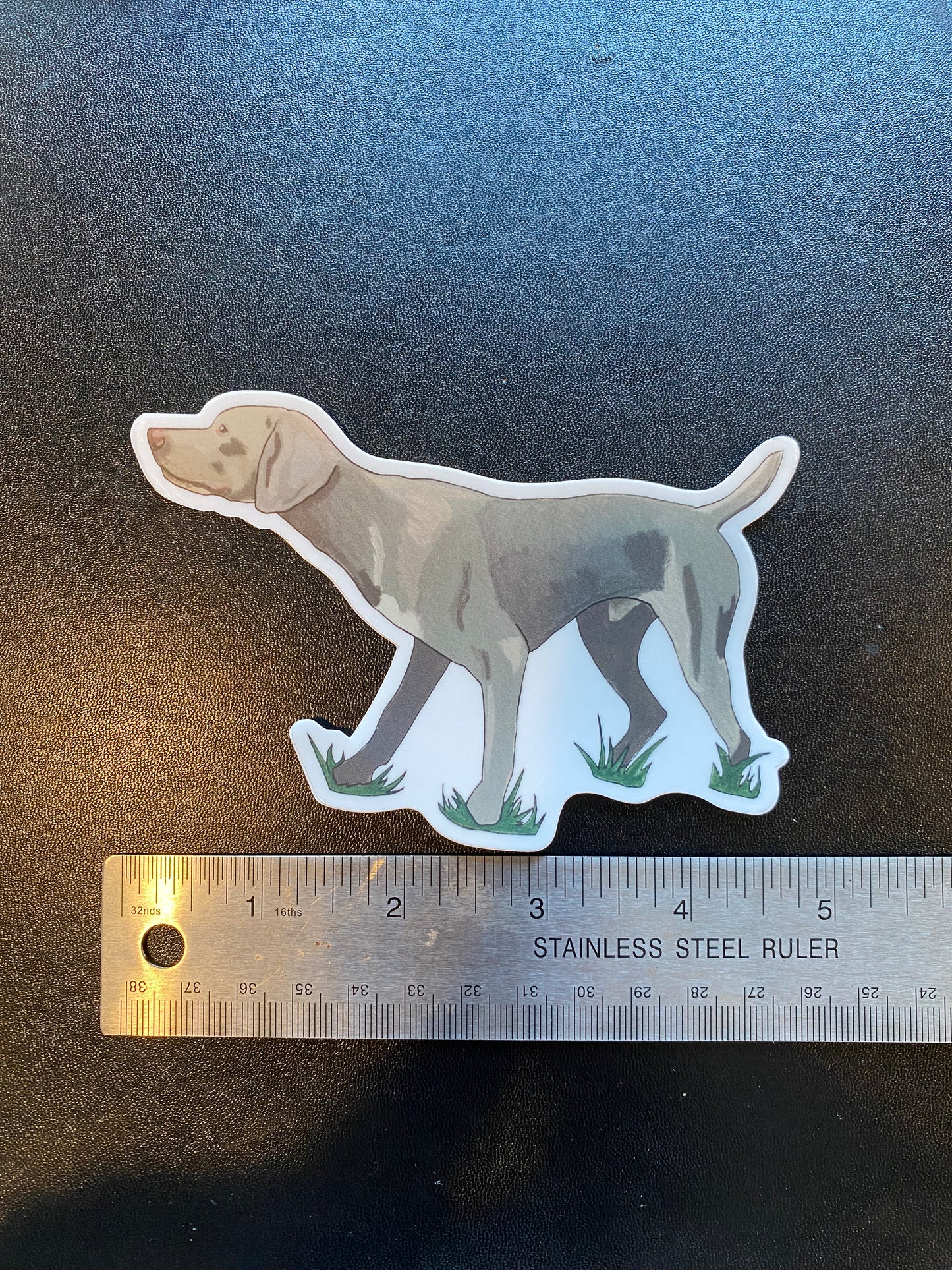Weimaraner Dog Pointing 5" Sticker Decal