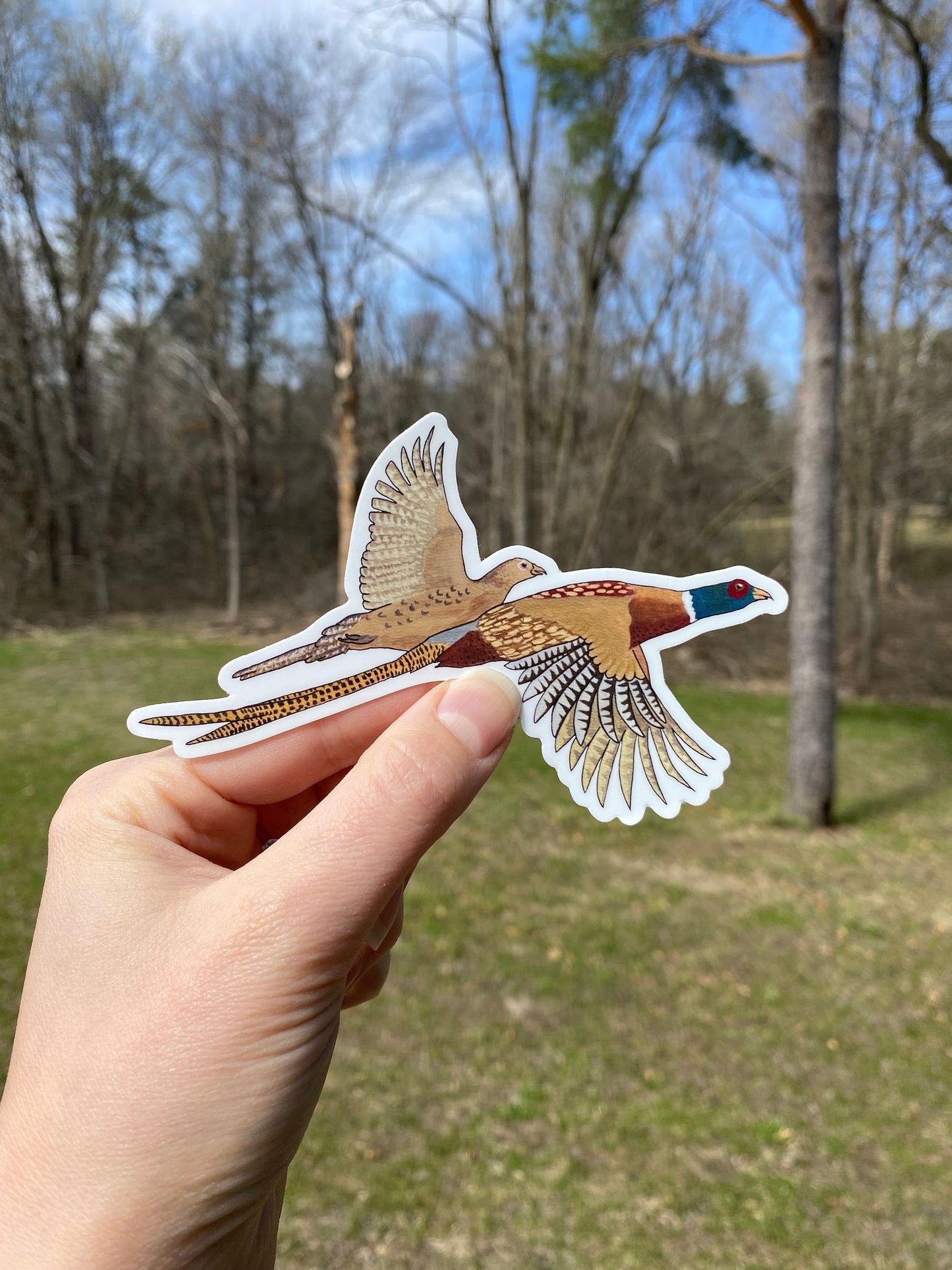 Ring Neck Pheasant Rooster and Hen 5" Die Cut Vinyl Sticker Decal: Durable Matte-Finish