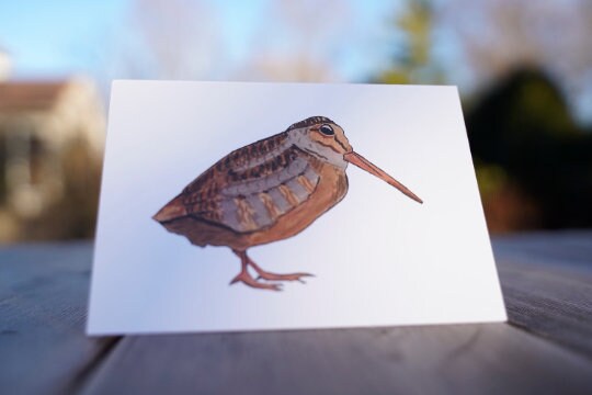 Woodcock Full Body - Game Bird Greeting Card