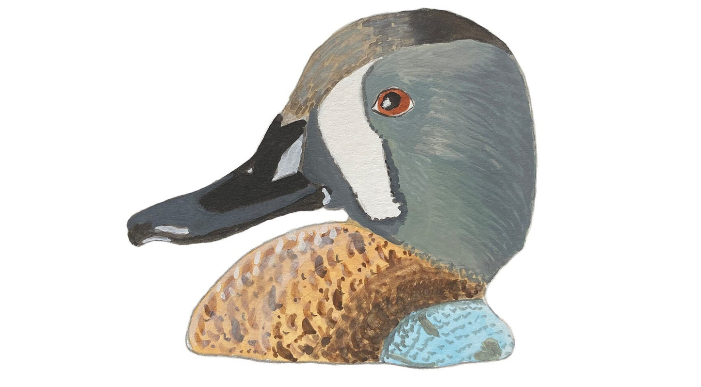 Blue Winged Teal Duck Head - Game Bird Greeting Card