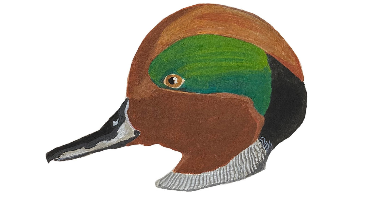 Green Winged Teal Duck Head - Game Bird Greeting Card
