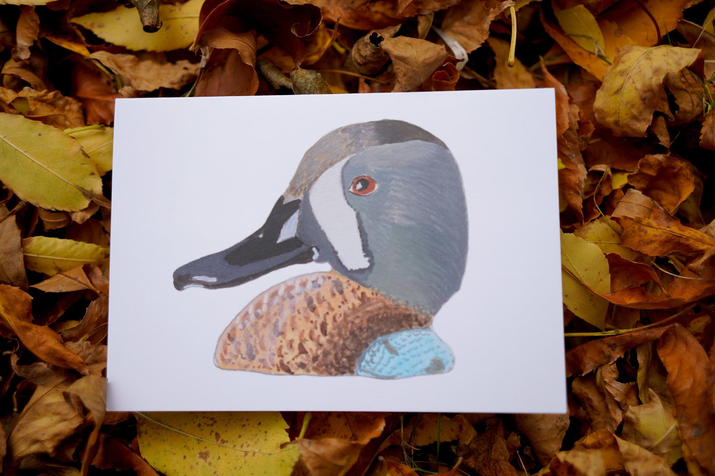 Blue Winged Teal Duck Head - Game Bird Greeting Card