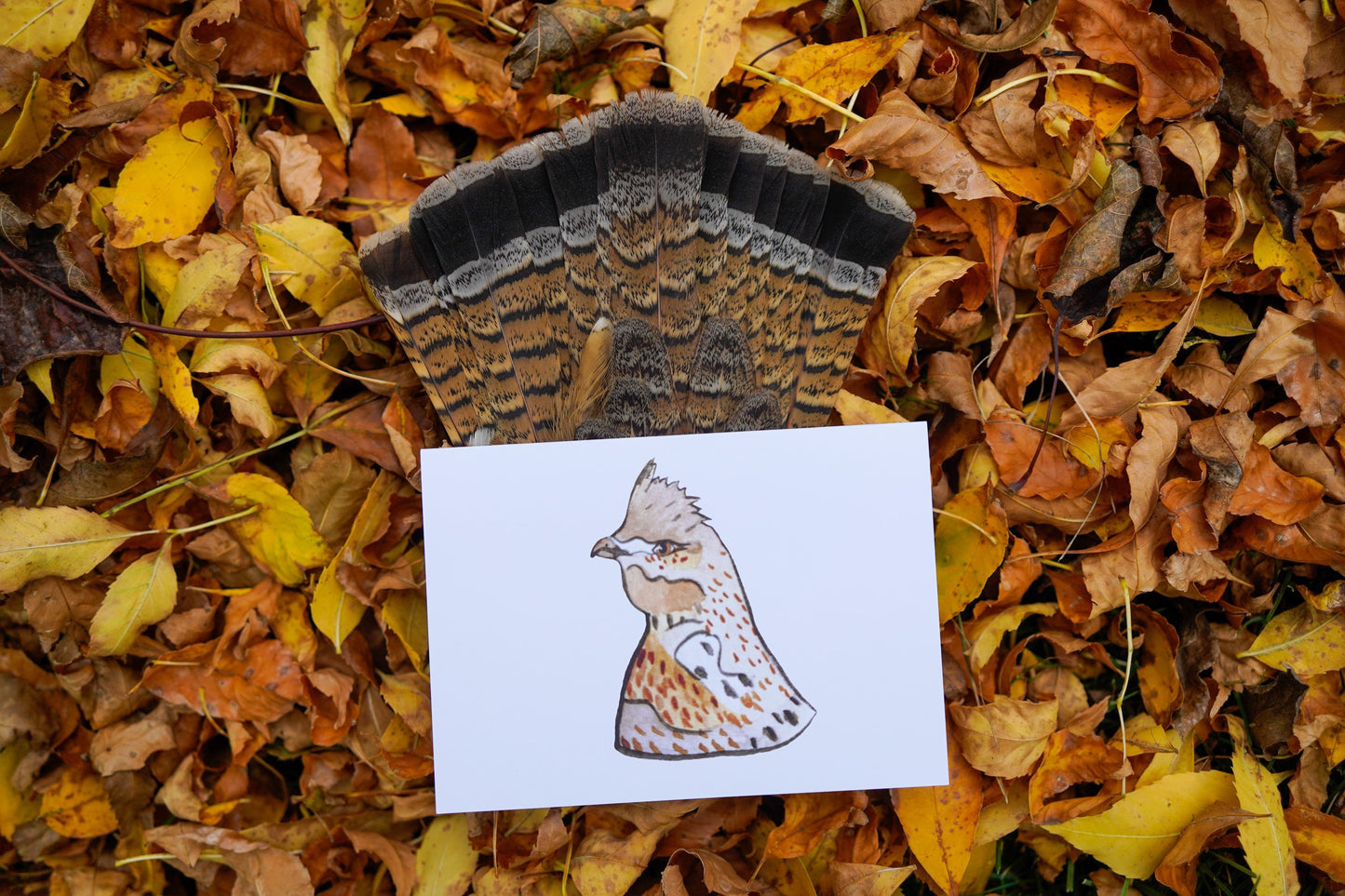 Ruffed Grouse Head - Game Bird Greeting Card