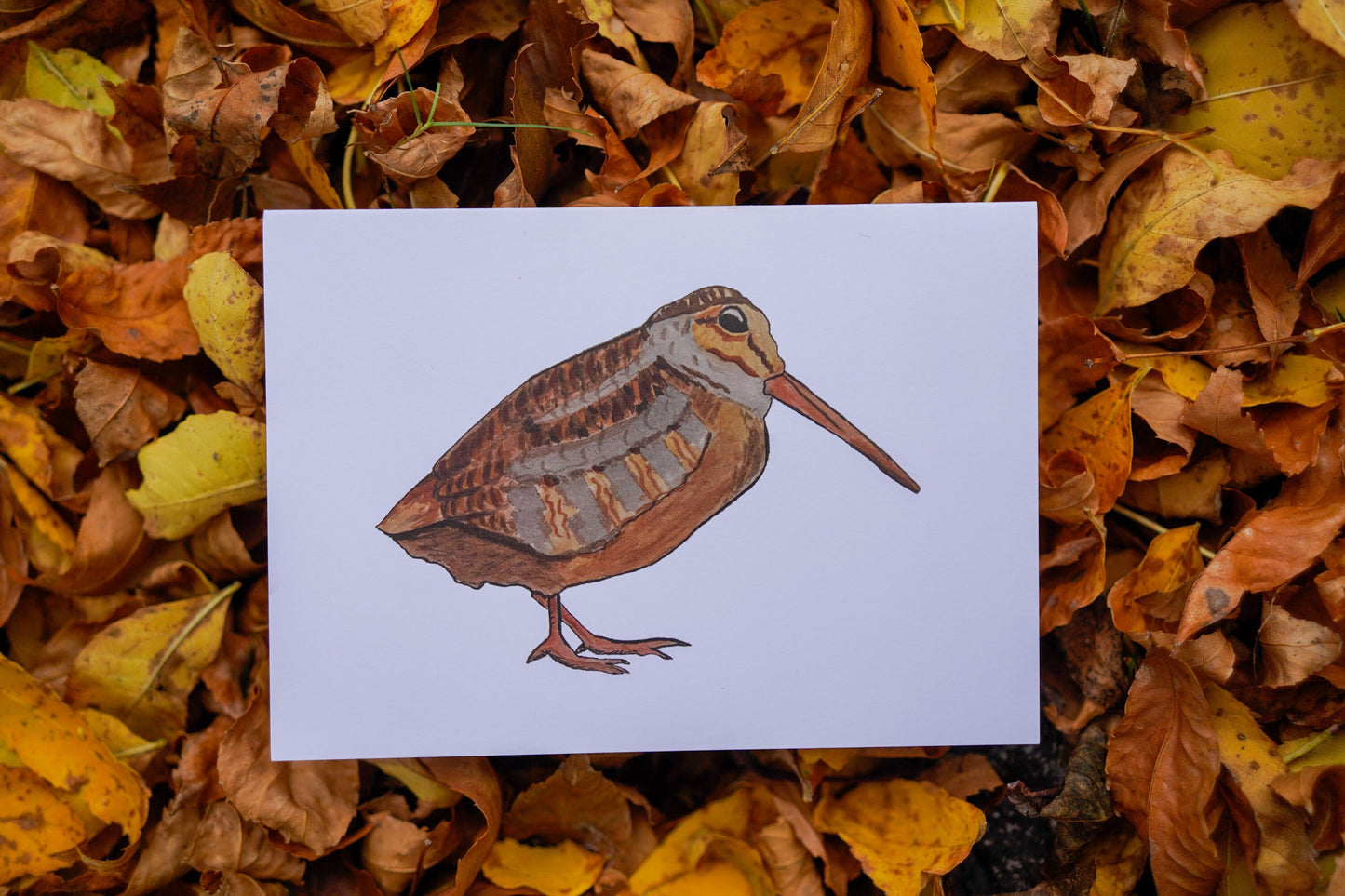 Woodcock Full Body - Game Bird Greeting Card