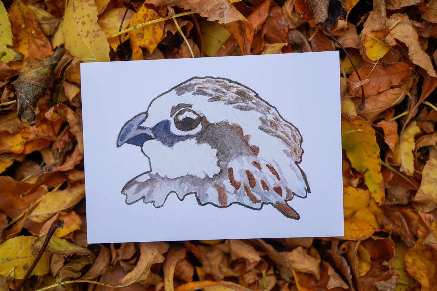 Bob White Quail Head - Game Bird Greeting Card