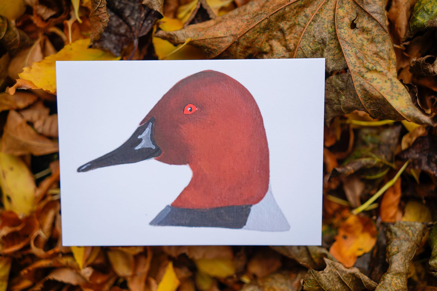 Canvasback Duck Head - Game Bird Greeting Card