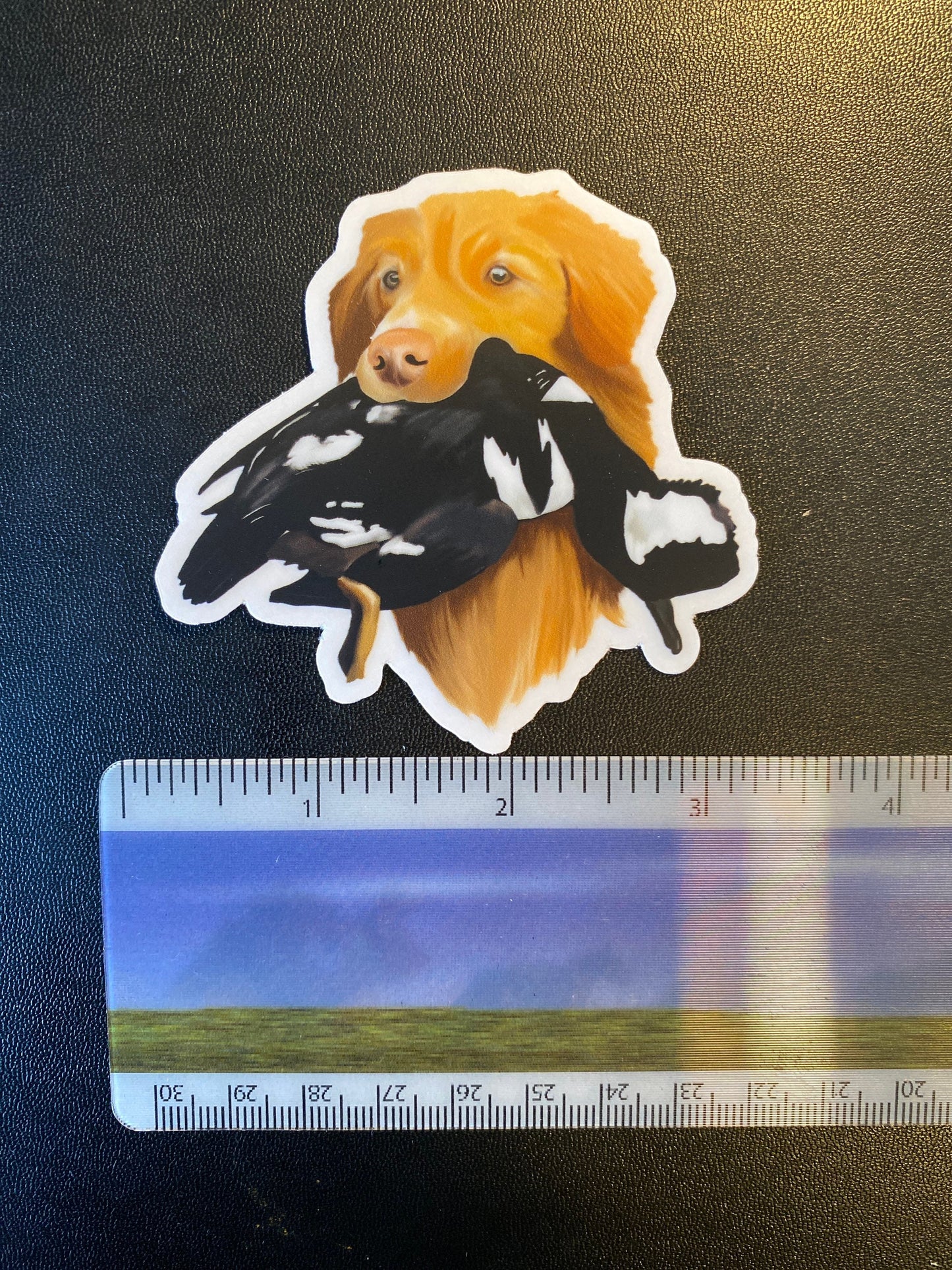 Nova Scotia Duck Tolling Retriever NSDTR Toller Duck Hunting Retrieving 3" Die Cut Vinyl Sticker Decal: Durable Matte-Finish