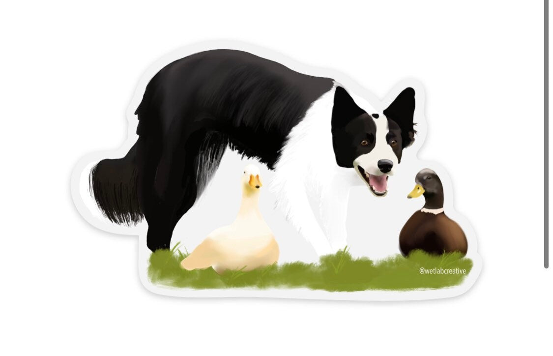 Border Collie Herding Ducks 4" Die Cut Vinyl Sticker Decal: Durable Matte-Finish