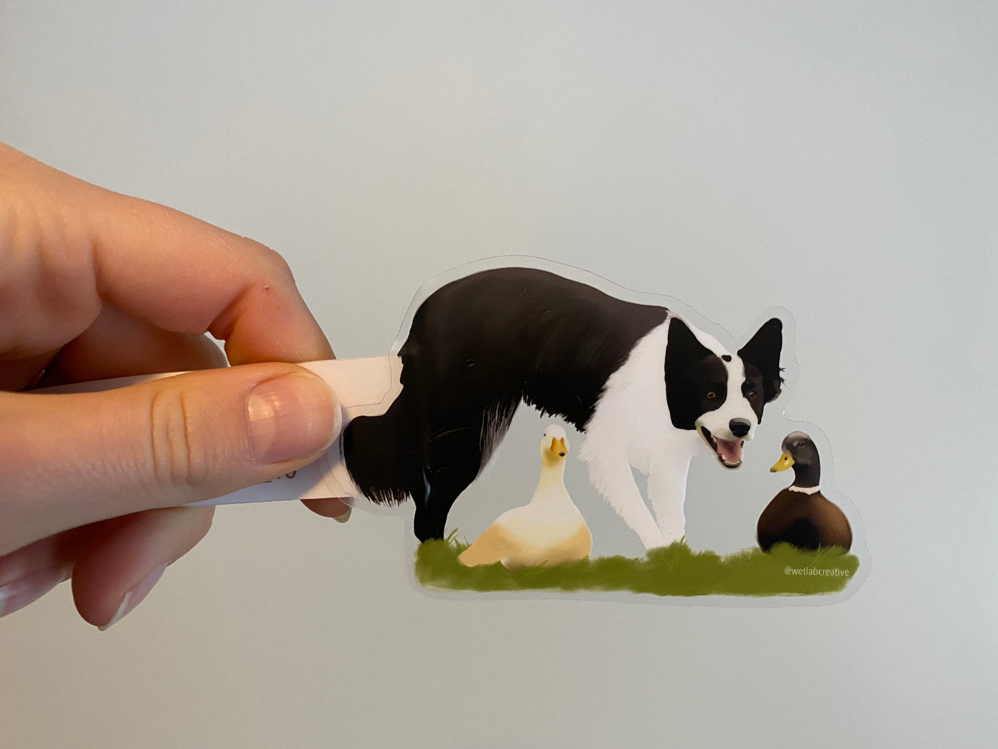 Border Collie Herding Ducks 4" Die Cut Vinyl Sticker Decal: Durable Matte-Finish