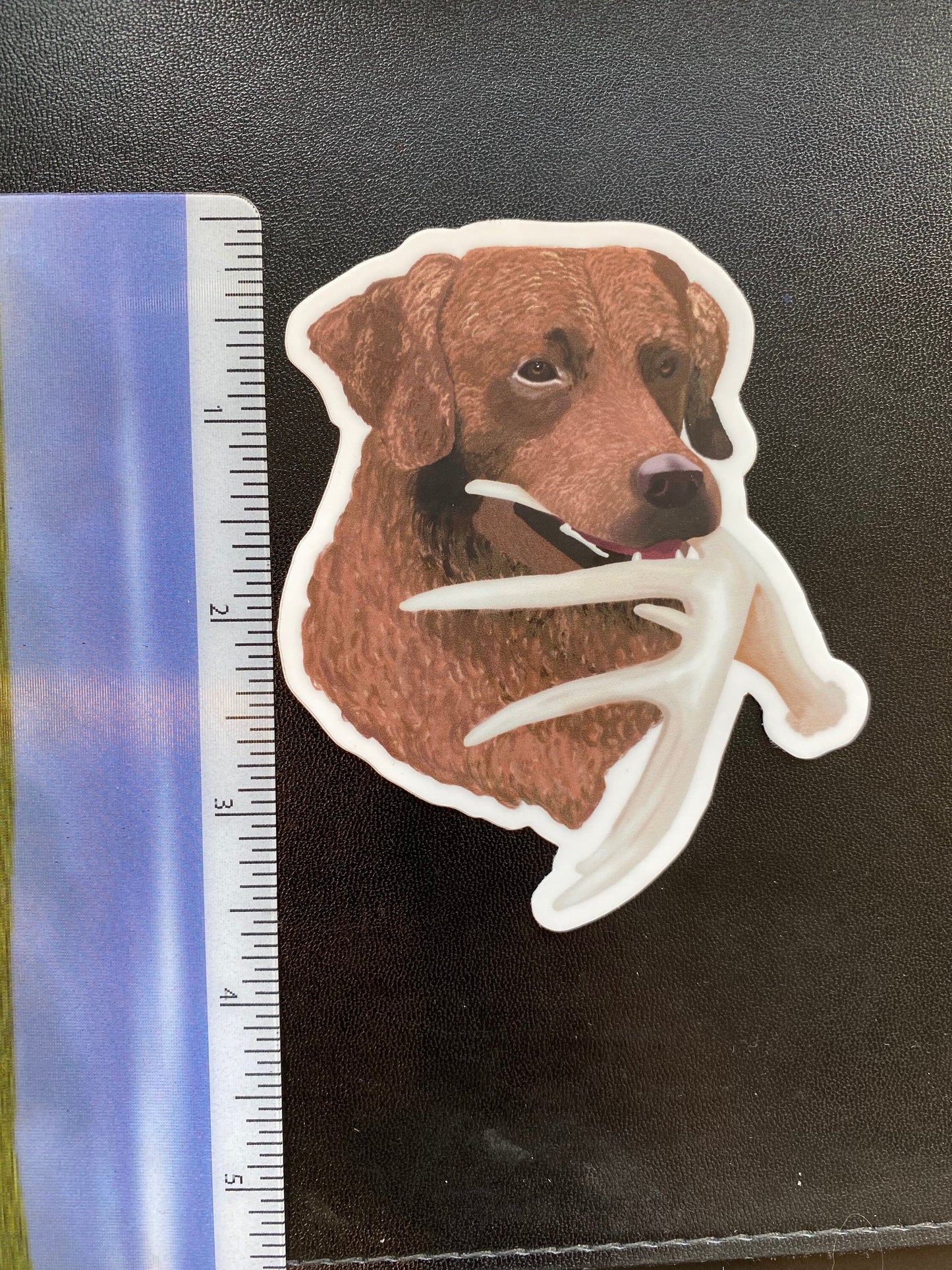 Chesapeake Bay Retriever Antler Shed Hunting Chessie Retrieving 3" Die Cut Vinyl Sticker Decal: Durable Matte-Finish