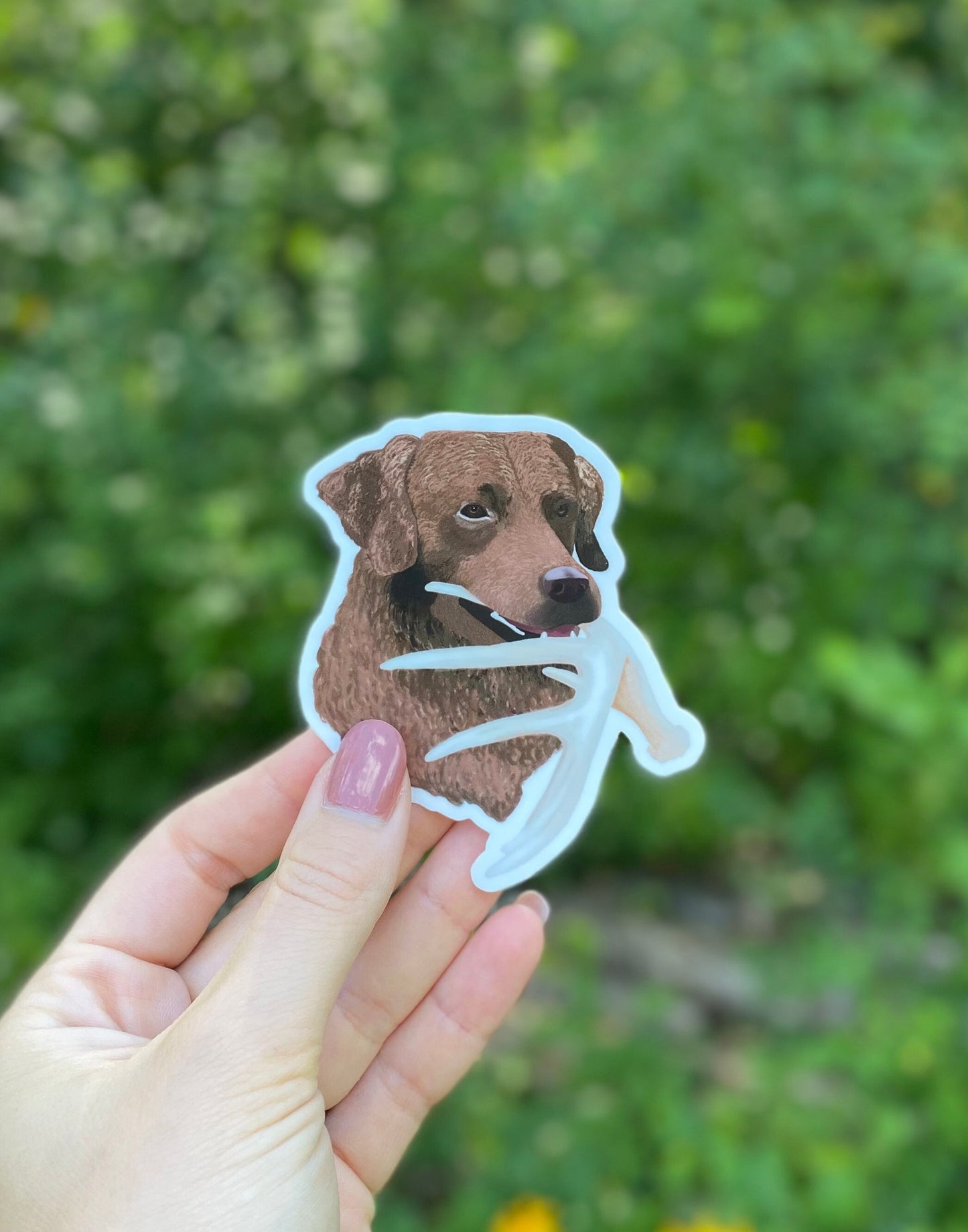 Chesapeake Bay Retriever Antler Shed Hunting Chessie Retrieving 3" Die Cut Vinyl Sticker Decal: Durable Matte-Finish