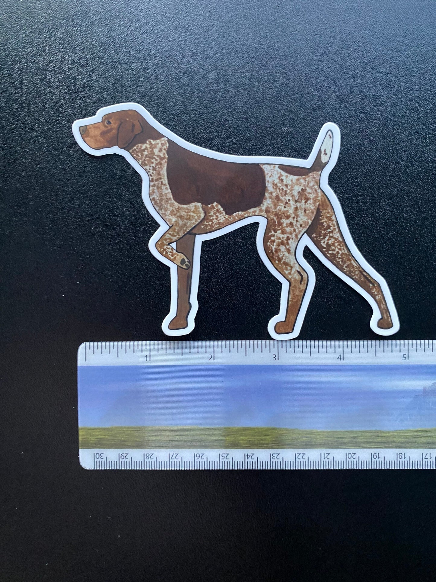 Liver Roan German Shorthaired Pointer Dog Pointing 5" Die Cut Vinyl Sticker Decal: Durable Matte-Finish Active