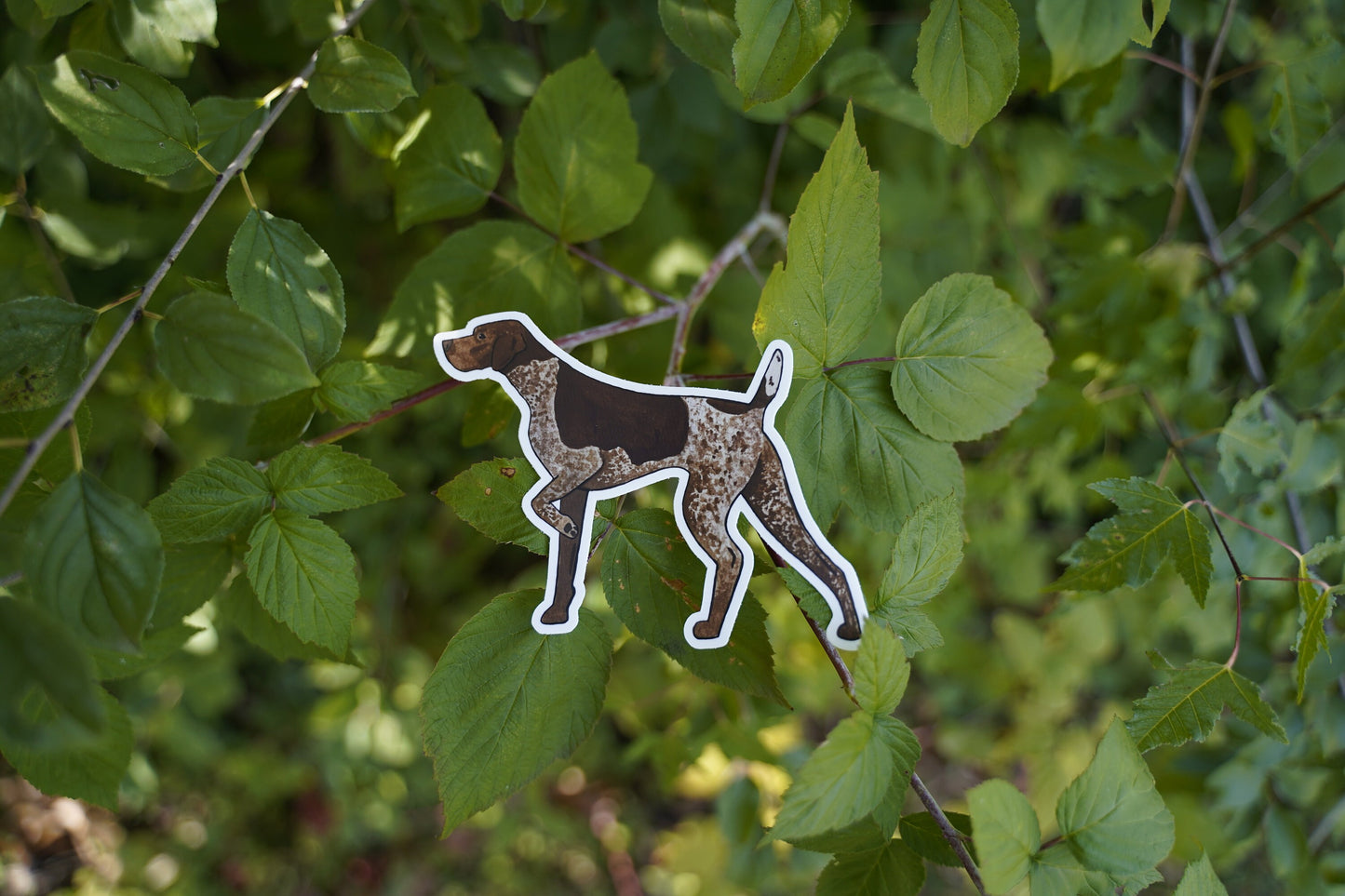 Liver Roan German Shorthaired Pointer Dog Pointing 5" Die Cut Vinyl Sticker Decal: Durable Matte-Finish Active