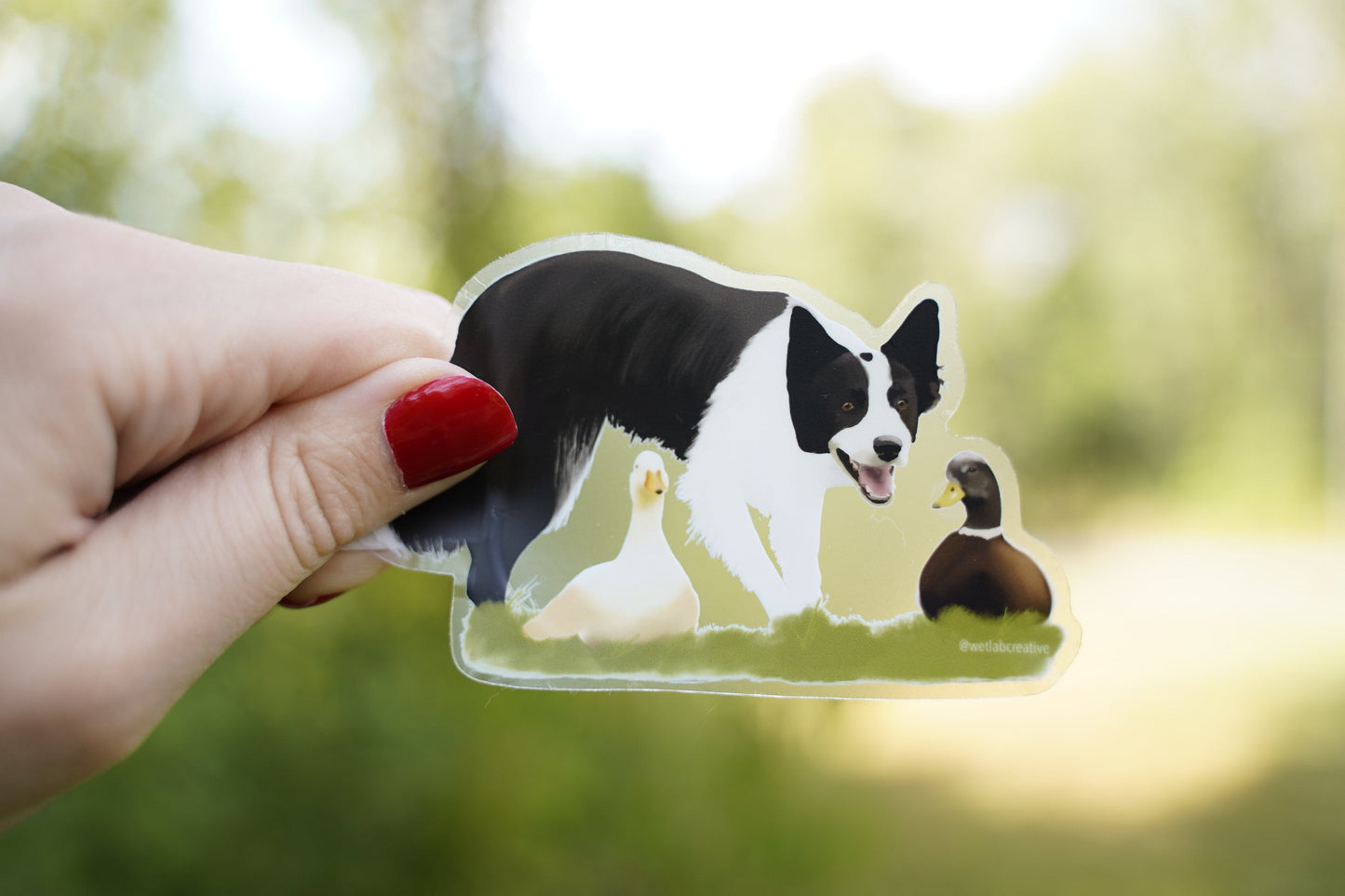 Border Collie Herding Ducks 4" Die Cut Vinyl Sticker Decal: Durable Matte-Finish