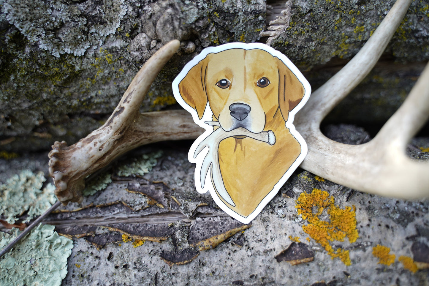 Red Yellow Labrador Retriever Antler Shed Hunting 3" Die Cut Vinyl Sticker Decal: Durable Matte-Finish