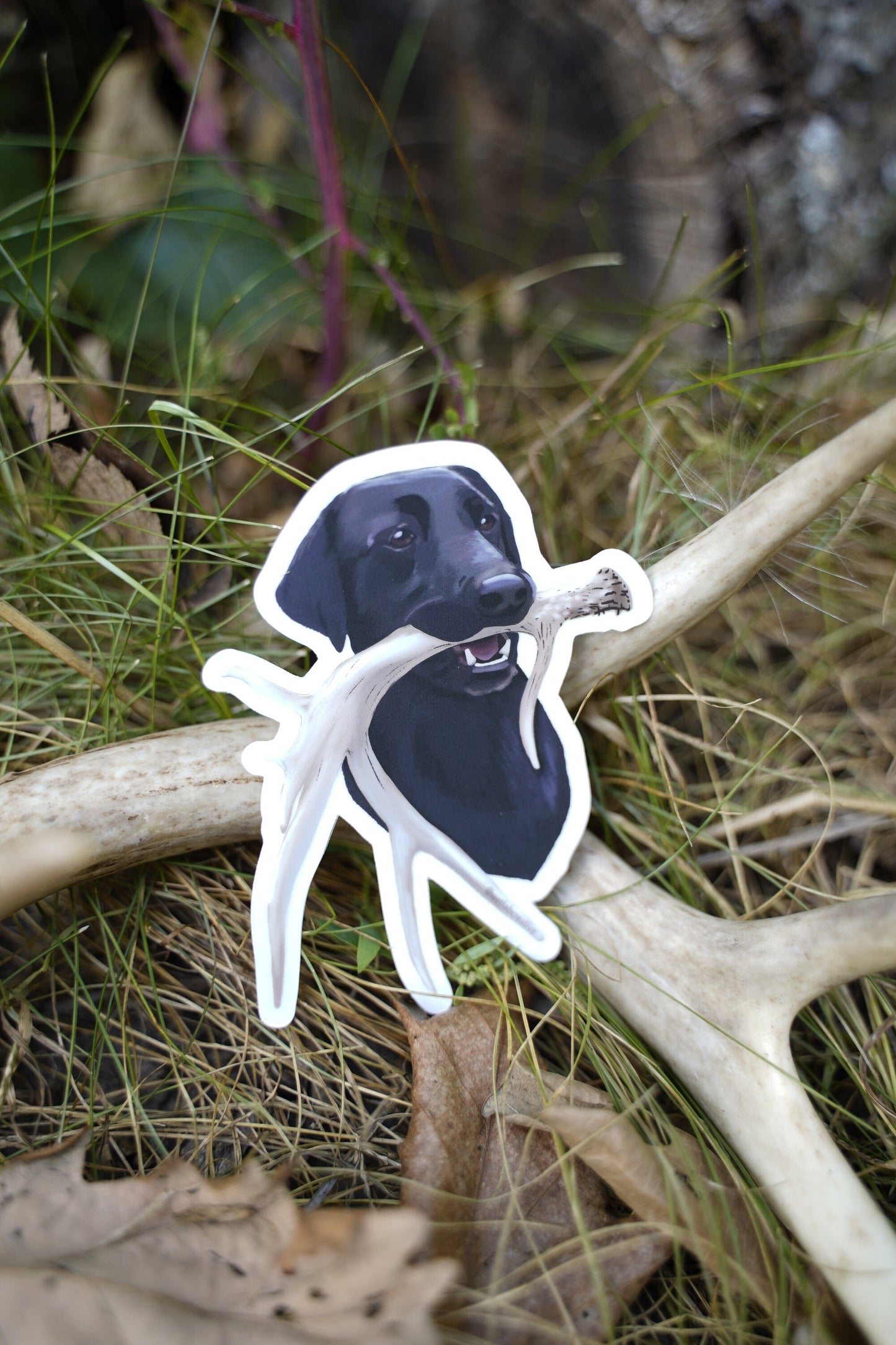 Black Labrador Antler Shed Hunting Lab Retrieving 3" Die Cut Vinyl Sticker Decal: Durable Matte-Finish Active