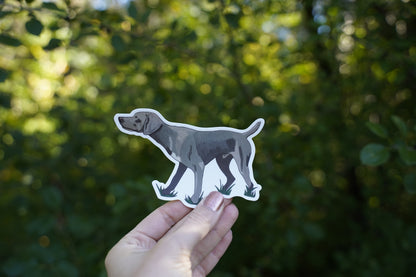 Weimaraner Dog Pointing 5" Sticker Decal