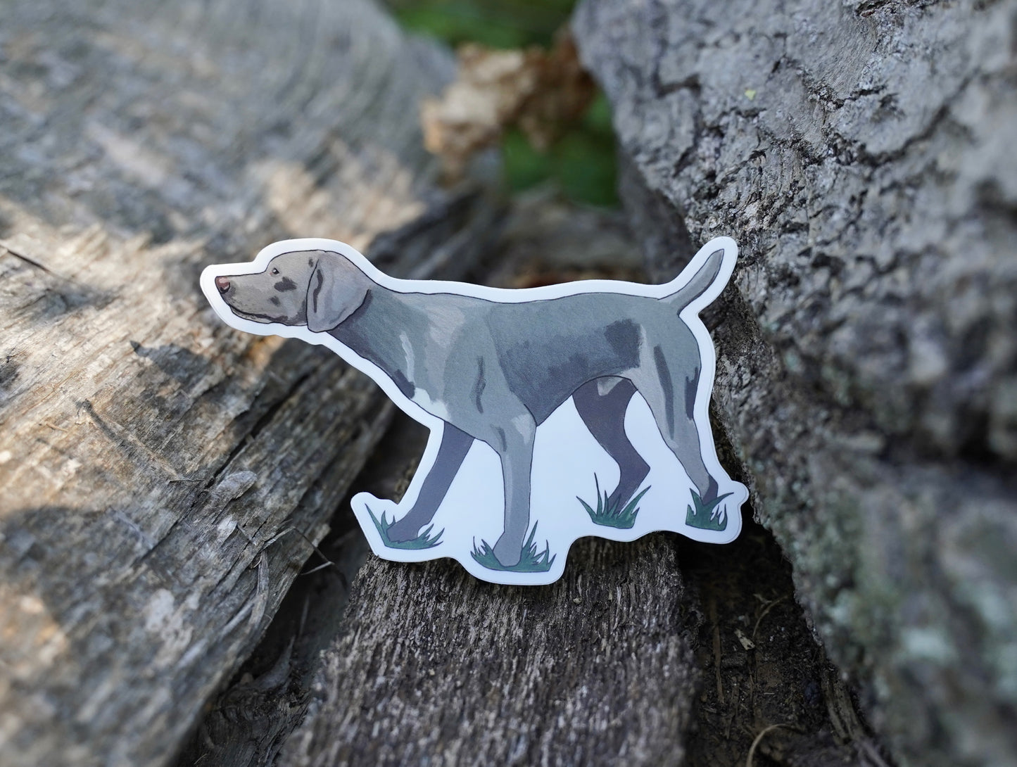 Weimaraner Dog Pointing 5" Sticker Decal