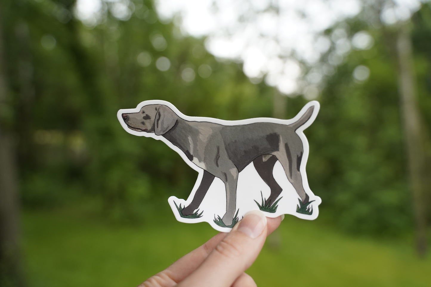 Weimaraner Dog Pointing 5" Sticker Decal