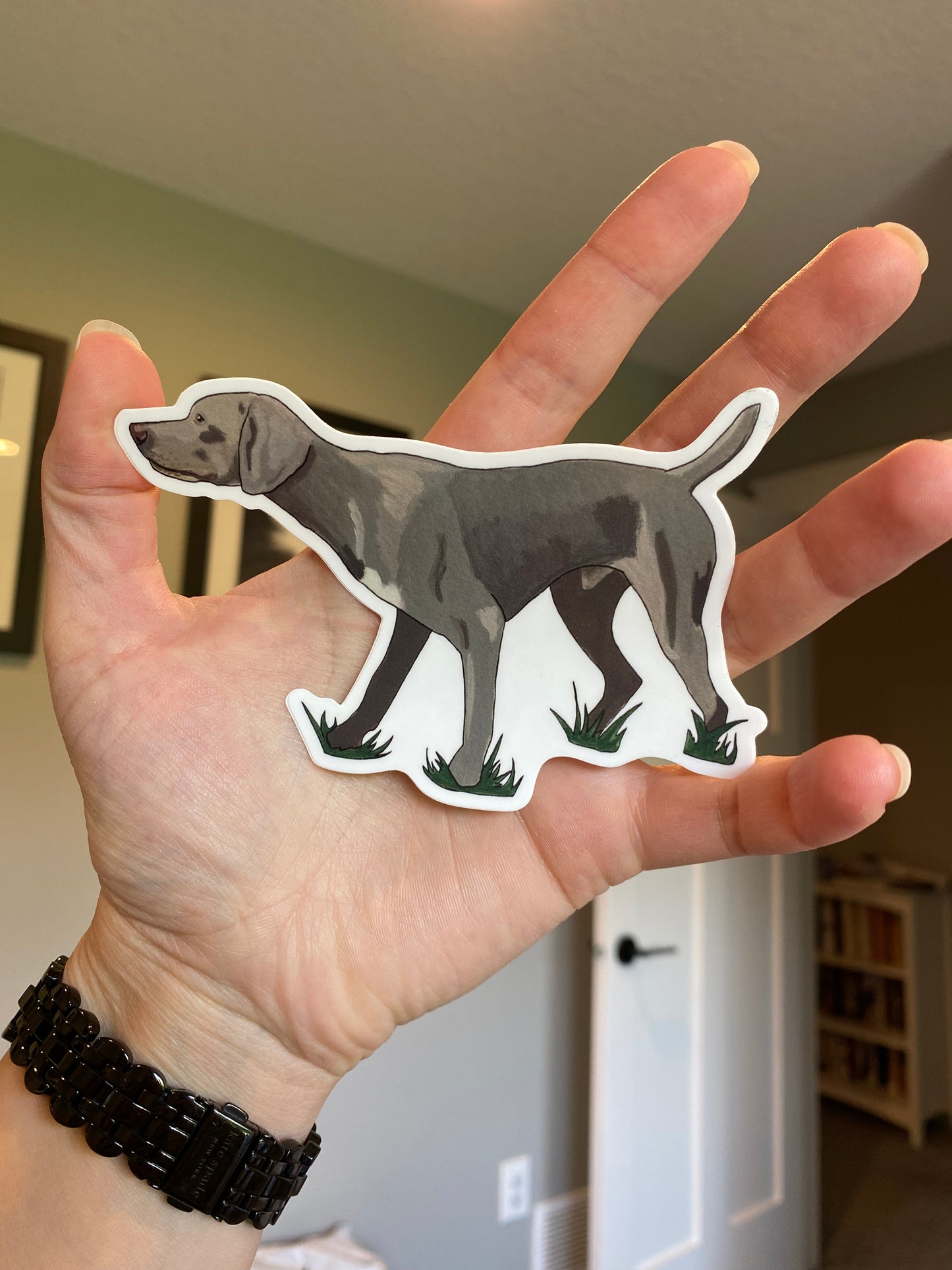 Weimaraner Dog Pointing 5" Sticker Decal