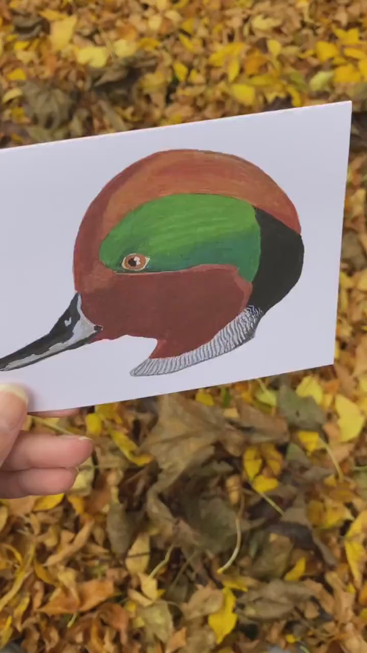 Green Winged Teal Duck Head - Game Bird Greeting Card
