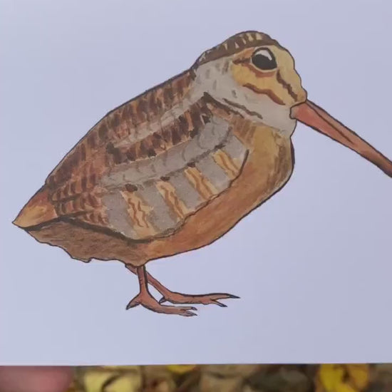 Woodcock Full Body - Game Bird Greeting Card