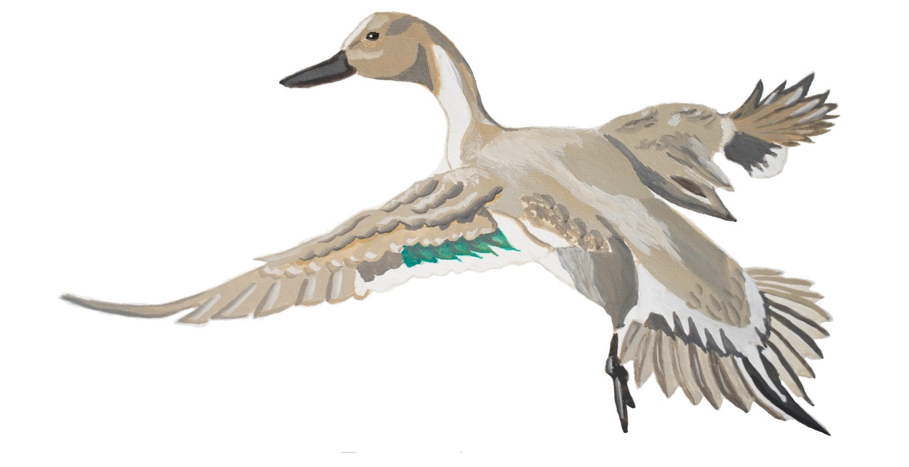 Pintail Duck Full Body - Game Bird Greeting Card