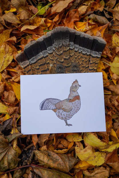 Ruffed Grouse Full Body - Game Bird Greeting Card