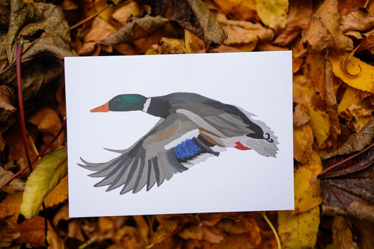 Mallard Duck Full Body - Game Bird Greeting Card