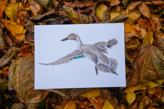 Pintail Duck Full Body - Game Bird Greeting Card